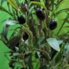 Olivo Falso en Maceta de 180 cm de Alto con Frutos de Aceitunas de plástico