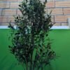 Olivo Falso en Maceta de 180 cm de Alto con Frutos de Aceitunas de plástico