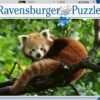 180M - Ravensburger - Puzzle: Panda Rojo 500 piezas